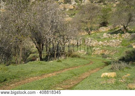 A Trail In The Judea Mountains, Israel, Passing Among Ancient Agricultural Terraces And Almond Trees