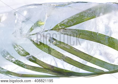 Unusual Flowers. Air Bubbles In The Ice Cube. Frozen Flora. Frozen Flowers. High Quality Photo