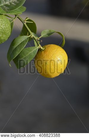 Rangpur Lime Unripe Fruit - Latin Name - Citrus X Limonia