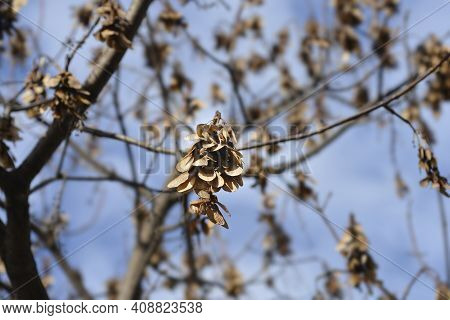 Common Sycamore Branches With Seeds - Latin Name - Acer Pseudoplatanus