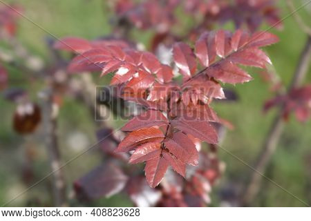 Oregon Grape Leaves - Latin Name - Berberis Aquifolium (mahonia Aquifolium)
