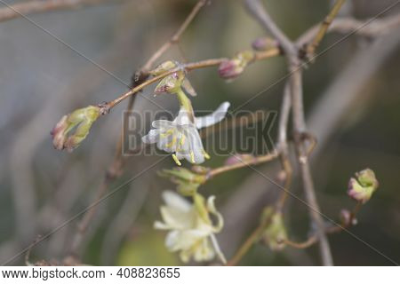Winter Flowering Honeysuckle Flowers - Latin Name - Lonicera Fragrantissima