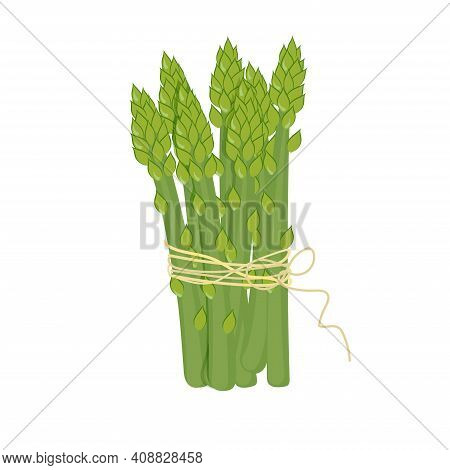 Asparagus Vector Illustration. Asparagus Bunch Isolated Cartoon Flat Style On White. Asparagus Isola