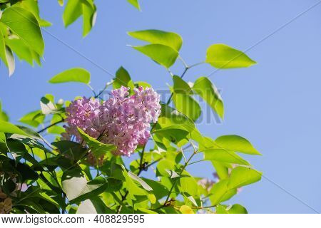 View On The Pink Flowers Of The Lilac - With Space For Text Or Other Ideas.lilac Branches On A Backg