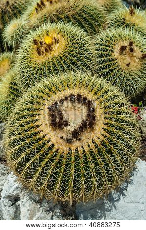 Echinocactus grusonii