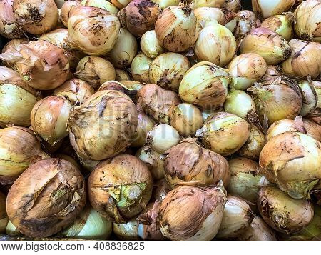 A Lot Of Fresh Yellow Onions. Yellow Onions Close Up. Big Golden Onions On The Counter Supermarket. 