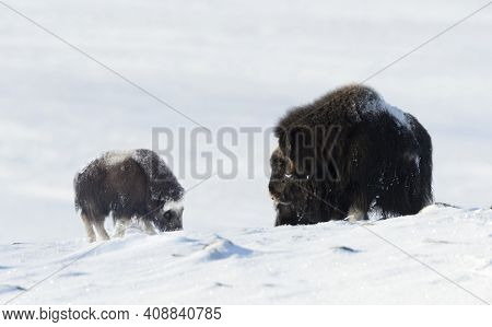 Female Musk Ox With A Calf In Snow During Cold Winter In Dovrefjell Mountains, Norway.
