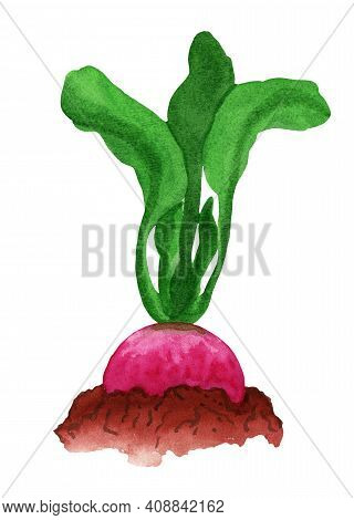 Pink Daikon In The Garden Bed. Watercolor Root Vegetable With Halm Is Growing In The Soil, Side View