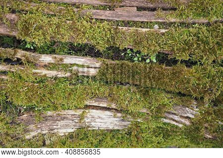 Moss (plantae Bryophyta) Plant Growing On Tree