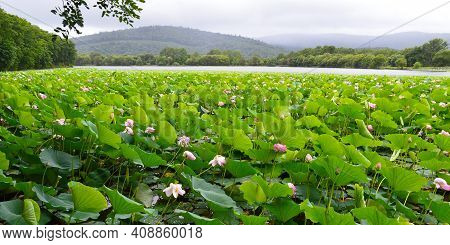 Lotuses Komarova With Light Pink Petals And Drops Of Water. Far East, Russia
