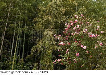 Pink Camellia Sasanqua Flower In Front Of Bamboo Grove