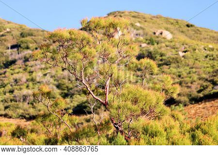Lush Chaparral Plants On A Rural Hillside Covered With A Chaparral Woodland Taken At A Windswept Fie