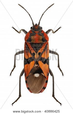 Negro y rojo tierra Bug especies Spilostethus Pandurus