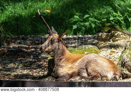 Apennine Chamois, Rupicapra Pyrenaica Ornata, Is Living In The Abruzzo-lazio-molise National Park In