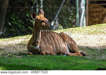 The Nyala, Tragelaphus Angasii Is A Spiral-horned Antelope Native To Southern Africa. It Is A Specie