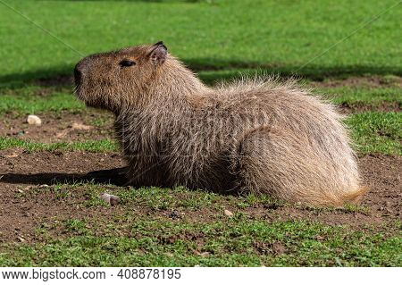 The Capybara, Hydrochoerus Hydrochaeris Is A Mammal Native To South America. It Is The Largest Livin