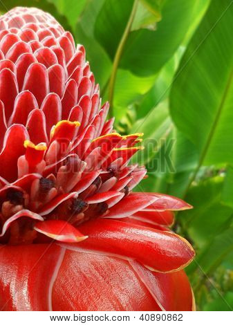 Kırmızı meşale zencefil (Etlingera etlatior)