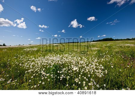 Sorprendente campo Margherita, fiori di primavera in Lettonia, stato del Baltico, Europa