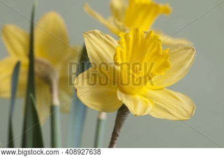 Narcissus Flower Macro Shot Local Focus Closeap