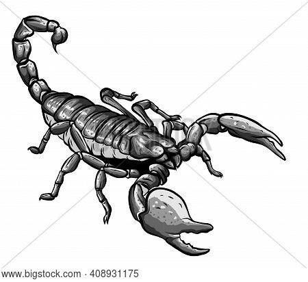 Monochromatic Illustration Of Scorpion Arachnid Insect. Vector Graphics