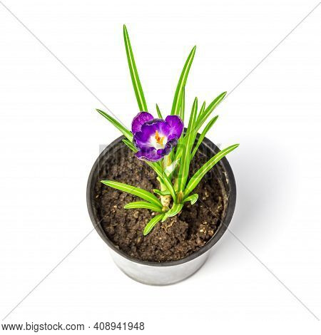 Saffron In A Pot. Crocus Isolated On White Background. Ruby Giant Crocus Tommasinianus Growing Indoo