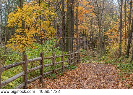 Pake In Fall Time Near Toronto, Canada