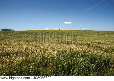 Extensive Dry Farming Of Cereals In The Castro Verde Special Protection Area. It Is The Most Represe