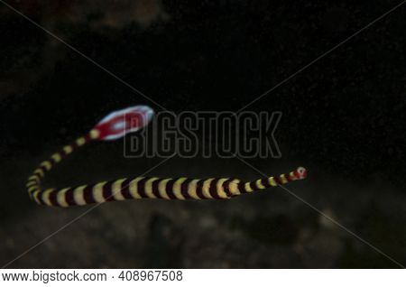 Ringed Pipefish (doryrhamphus Dactyliophorus (lat) Is Swimming Close To Its Shelter, Panglao, Philip