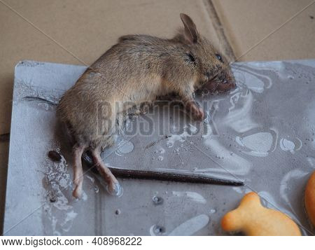 Dead Mouse On Glue. Mousetrap For Domestic Rodents. A Gray Mouse Or Rat Lies Bogged Down In A Sticky