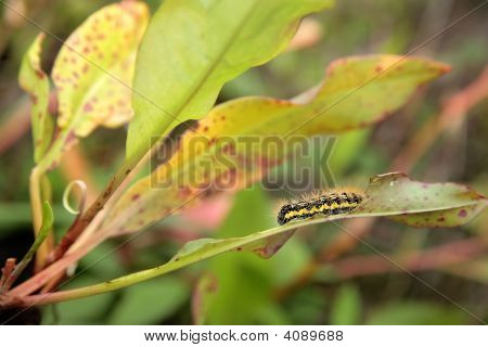 Caterpiller Closeup
