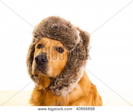 Golden retriever Hund med sjove vinter pels hætte portræt