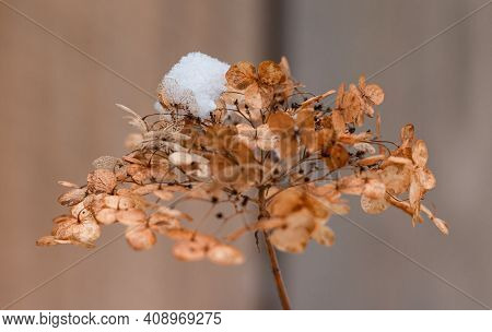 Incrediball Hydrangea Dry Flower Head With Snow