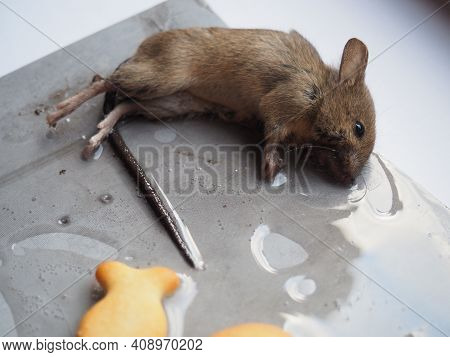 Dead Mouse On Glue. Mousetrap For Domestic Rodents. A Gray Mouse Or Rat Lies Bogged Down In A Sticky