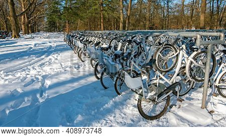 Lots of snowy bikes on national park de Hoge Veluwe in the Netherlands in winter