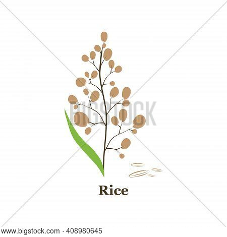 Hand Drawn Vector Illustration Of Rice Plant, Grain. Sketch. Vector Eps 10