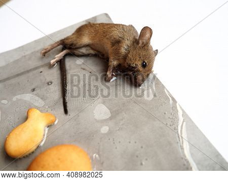 Dead Mouse On Glue. Mousetrap For Domestic Rodents. A Gray Mouse Or Rat Lies Bogged Down In A Sticky