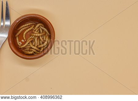 Mealworms Or Tenebrio Molitor For Human Consumption Entomophogy