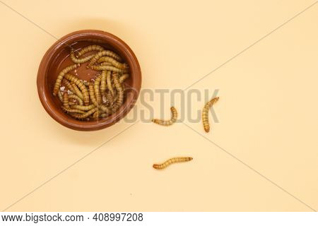 Mealworms Or Tenebrio Molitor For Human Consumption Entomophogy