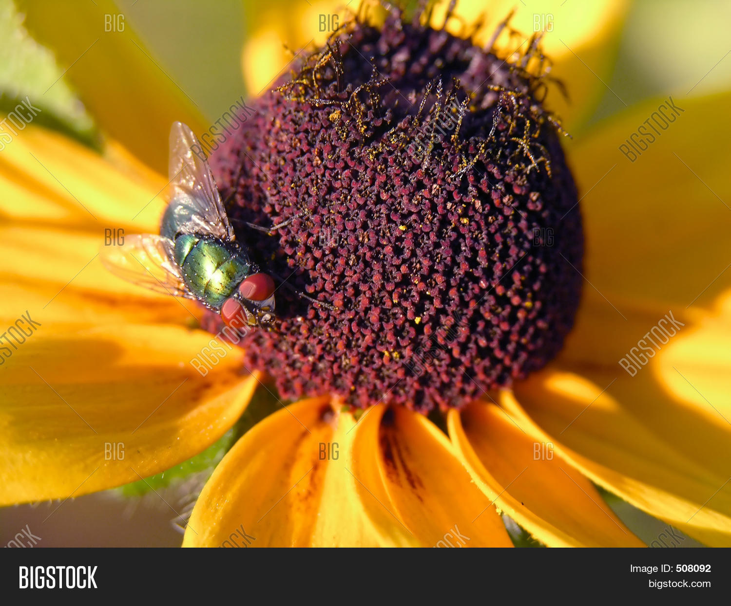 Yellow Flower Brown Image & Photo (Free Trial) Bigstock