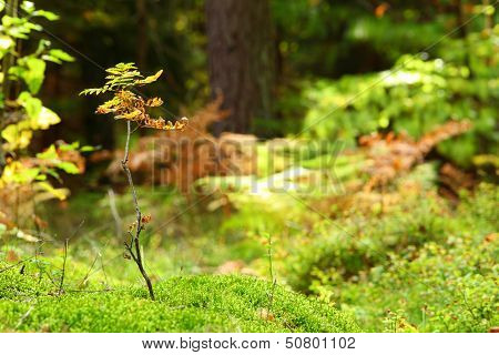 Mossy Undergrowth In Autumn Forest