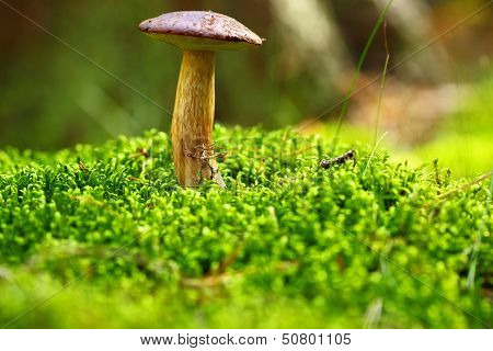 Forest Mushroom Bay Bolete In A Green Moss