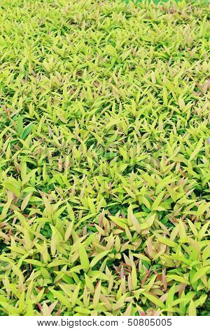 Tiny Leaves Background