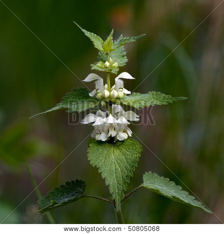 White Nettle (Lamium Album)