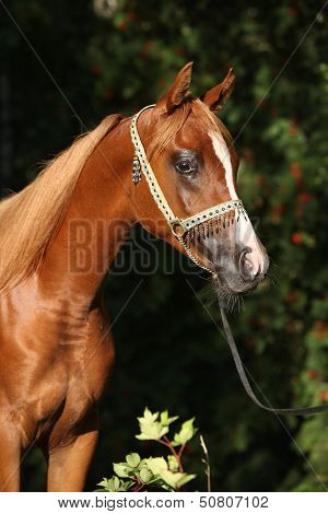 Portrait Of Nice Arabian Horse