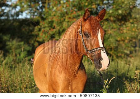 Portrait Of Beautiful Arabian Horse