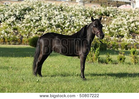 American Miniature Horse Standing