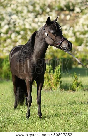 American Miniature Horse Standing