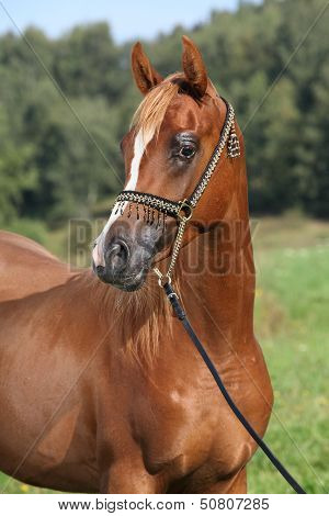 Portrait Of Nice Arabian Horse