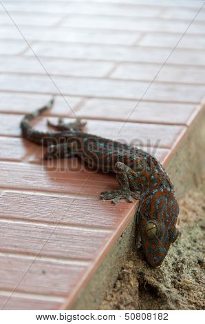 Dead gecko on the ground. (Reptile gecko)