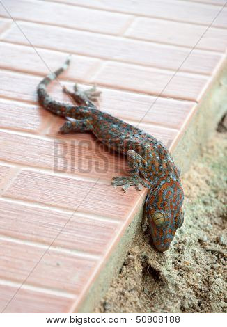 Dead gecko on the ground. (Reptile gecko)